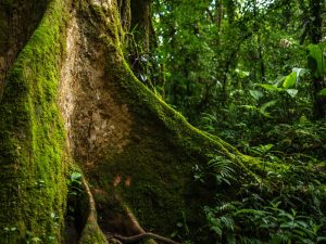 Vista Panorámica de Monte Verde, Costa Rica