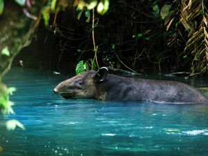 Vista panorámica del Río Celeste en Costa Rica con aguas turquesas